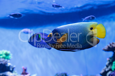 Blue faced angelfish Pomacanthus xanthometopon