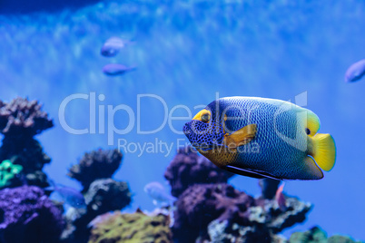 Blue faced angelfish Pomacanthus xanthometopon