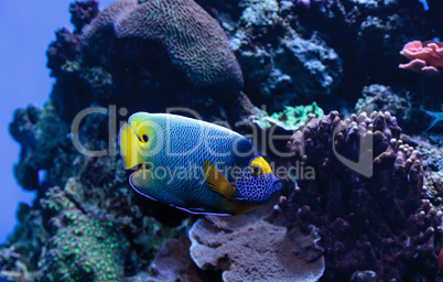 Blue faced angelfish Pomacanthus xanthometopon