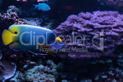 Blue faced angelfish Pomacanthus xanthometopon