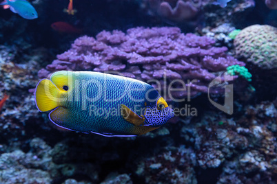 Blue faced angelfish Pomacanthus xanthometopon