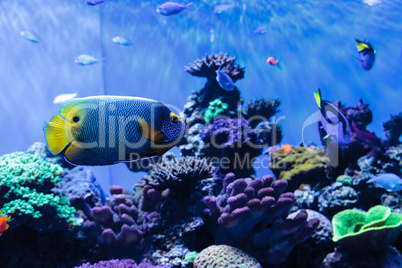 Blue faced angelfish Pomacanthus xanthometopon