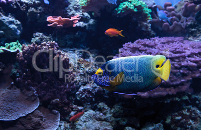 Blue faced angelfish Pomacanthus xanthometopon