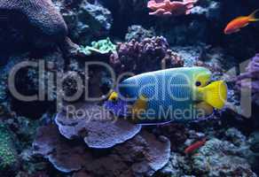 Blue faced angelfish Pomacanthus xanthometopon