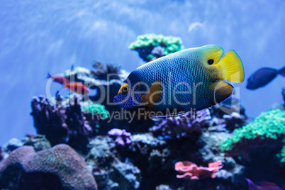 Blue faced angelfish Pomacanthus xanthometopon