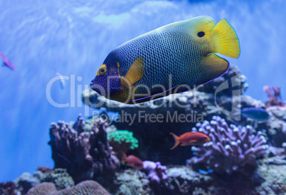 Blue faced angelfish Pomacanthus xanthometopon