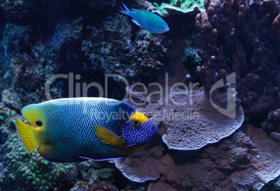 Blue faced angelfish Pomacanthus xanthometopon