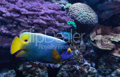 Blue faced angelfish Pomacanthus xanthometopon