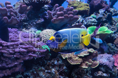 Blue faced angelfish Pomacanthus xanthometopon