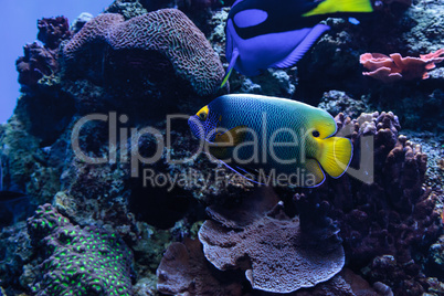 Blue faced angelfish Pomacanthus xanthometopon