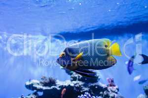 Blue faced angelfish Pomacanthus xanthometopon