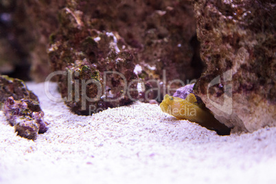 Blue Spotted Jawfish Opistognathus rosenblatti