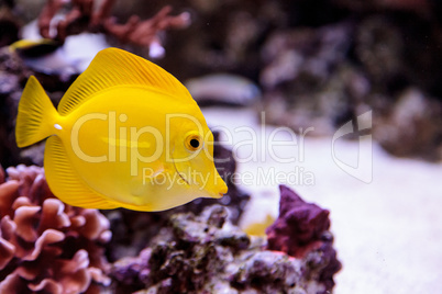 Yellow tang fish, Zebrasoma flavenscens