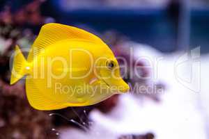 Yellow tang fish, Zebrasoma flavenscens