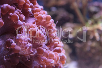 Bubble coral Plerogyra flexuosa