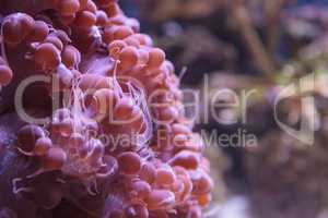Bubble coral Plerogyra flexuosa