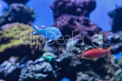 Bluegreen chomis fish, Chromis viridis