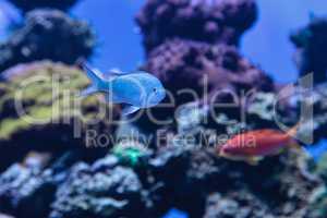 Bluegreen chomis fish, Chromis viridis