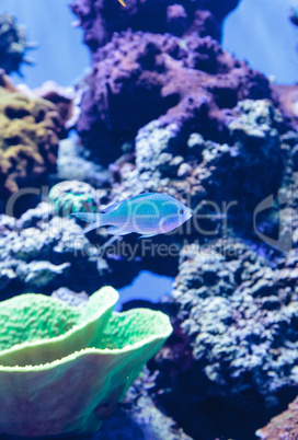 Bluegreen chomis fish, Chromis viridis