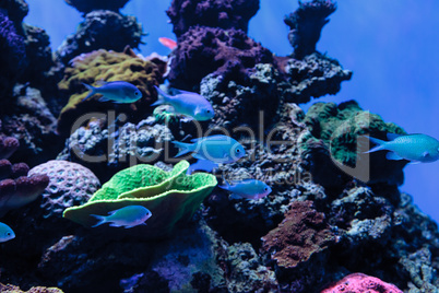 Bluegreen chomis fish, Chromis viridis