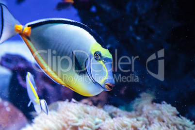 Naso tang fish known as Naso lituratus