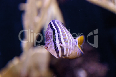 Desjardini Sailfin tang Zebrasoma desjardini