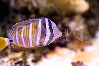 Desjardini Sailfin tang Zebrasoma desjardini