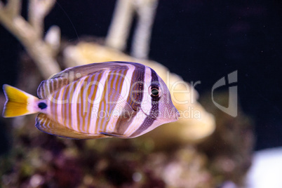 Desjardini Sailfin tang Zebrasoma desjardini