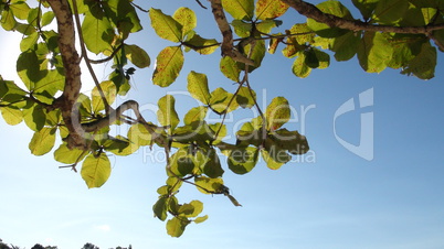 Tree Branches And Leaves