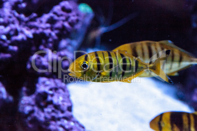 Golden Jack Gnathanodon speciosus