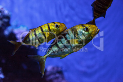 Golden Jack Gnathanodon speciosus