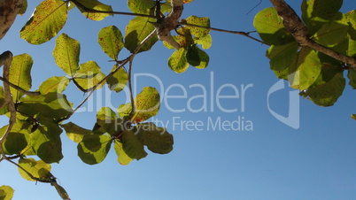 Leaves On Twigs And Branches