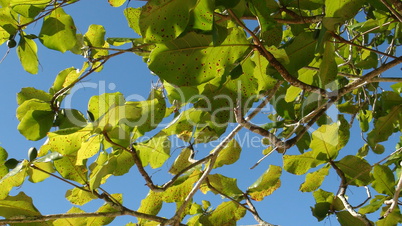Leaves And Branches Of Tree