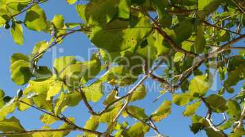 Leaves And Branches Of Tree