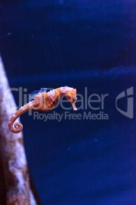 Lined seahorse Hippocampus erectus