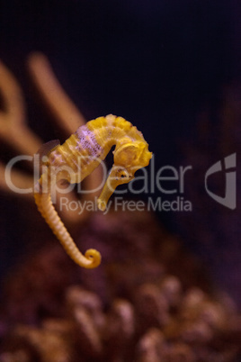 Lined seahorse Hippocampus erectus