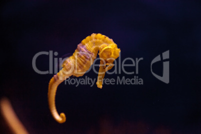 Lined seahorse Hippocampus erectus