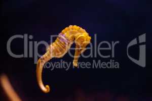 Lined seahorse Hippocampus erectus