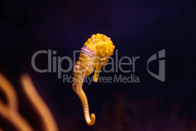 Lined seahorse Hippocampus erectus