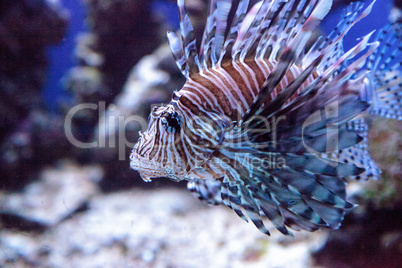 Lionfish Pterois volitans