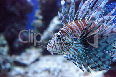 Lionfish Pterois volitans