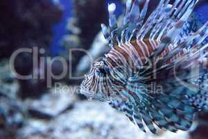 Lionfish Pterois volitans