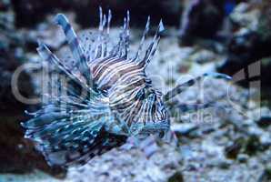 Lionfish Pterois volitans