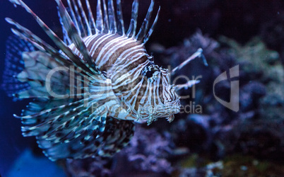 Lionfish Pterois volitans