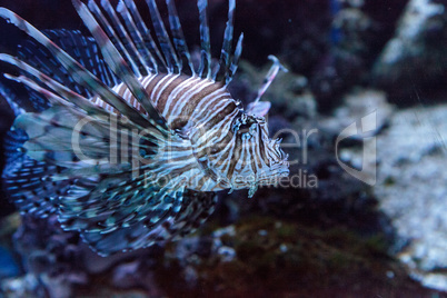 Lionfish Pterois volitans