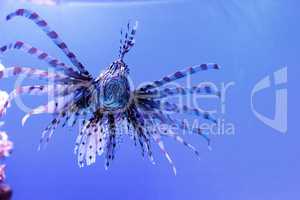 Lionfish Pterois volitans