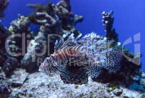 Lionfish Pterois volitans