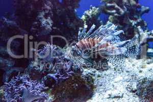 Lionfish Pterois volitans