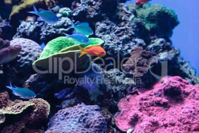 Lyretail Anthias fish known as Pseudanthias squamipinnis