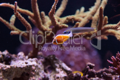 Orange skunk clownfish called Amphiprion perideraion
